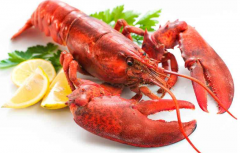 驟降70%！美國(guó)和加拿大的龍蝦出口商受航班暫停限制影響嚴(yán)重！